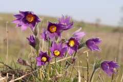 Kuechenschelle-MDA-3