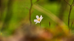 MSA-Eichwald-Muellheim