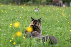 MartinaK_Spielkameraden