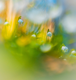 NSC-Fruehblueher-2