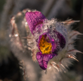 NSC-Kuechenschelle-im-Detail