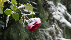 Rose-im-Schnee-EMB3