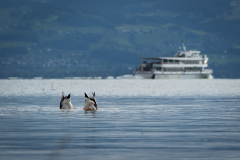 Schindl-El-Am_Bodenseee