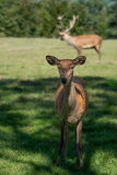Schindl-El-Tierpark_Allensbach