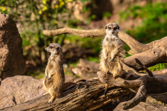 Thielen-HW-Erdmaennchen_Mundenhof