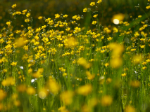 Vergez-Hahnenfusswiese