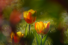 Vergez-Tulpen
