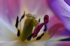 Vergez-fast-verblueht