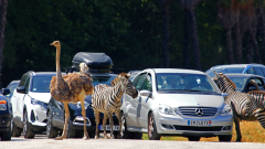 JK-Safaripark