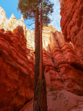 Krebs-A-Bryce-Canyon