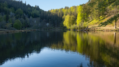 Licht-Schatten-am-Nonnenmattweiher