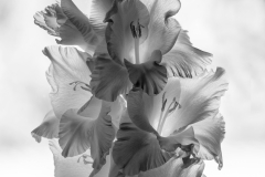 Licht-Schatten-im-Gegenlicht