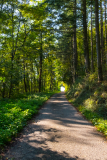 Licht-Schatten-im-Wald
