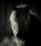 MartinaK_Islandpony-im-Winter