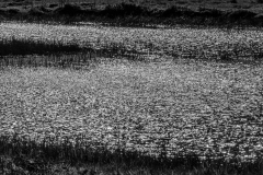Schindl-Ernst-Sonnenglitzer-am-See