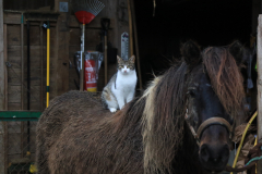 Lieblingsplatz-Ponyruecken_Martina-K