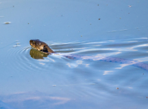 Krebs-Wasser-mit-Schlange