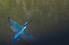 KrebsWasser-mit-Eisvogel