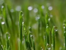 Seelmann-Wassertropfen-an-keimender-Braunhirse