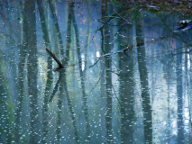 Waldsee.-Elisa