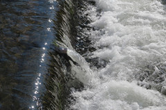 Werfl_Wasserschwelle