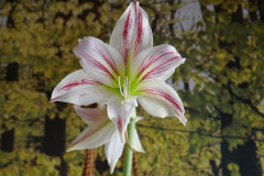 EMB-Amaryllis-weiss-rot-P1010518