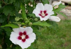 EMB-Blumen-weiss-rot-