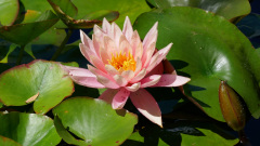 EMB-rosa-Seerose-P1020212