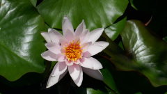 EMB-weisse-Seerose
