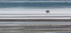 Krebs-Grizzly-in-Alaska-1