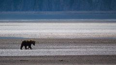 Krebs-Grizzly-in-Alaska-2