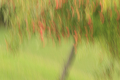 MartinaK_Apfelbaum