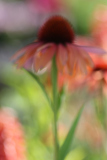 MartinaK_Echinacea