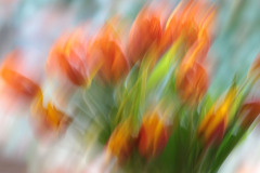 MartinaK_Tulpenstrauss