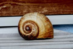 Siggi-ohne-Inhalt
