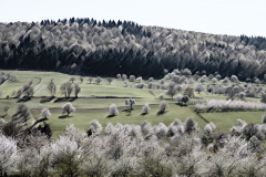 Wie-gemalt-Kirschblueten