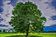 Wie-gemalt-Stattlicher-Baum
