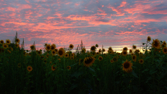 JK-Sonnenblumenfeld-Marchhuegel