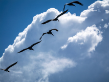 Krebs-ab-in-die-Wolken-