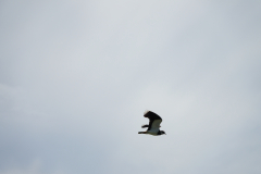 DSC06142