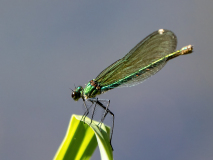 Gebaenderte-Prachtlibelle-Weibchen