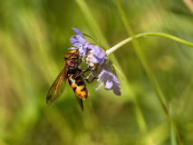 Hornissen-Schwebfliege