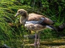 junge-Nilgans