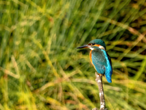 und-der-darf-natuerlich-nicht-fehlen-der-Eisvogel