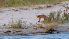 Fuchs_-02