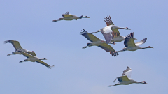 Kraniche-Flug_-28