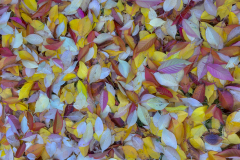 Herbstfarben