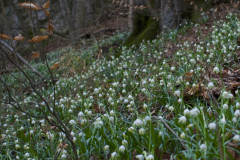 Maerzenbecher-am-Oelberg-Ehrenstetten