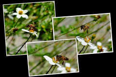 1-FF-Bienen-Collage-10.-Bild