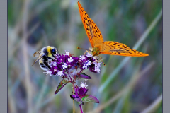 4-FF-Kaisermantel-u.-Hummel